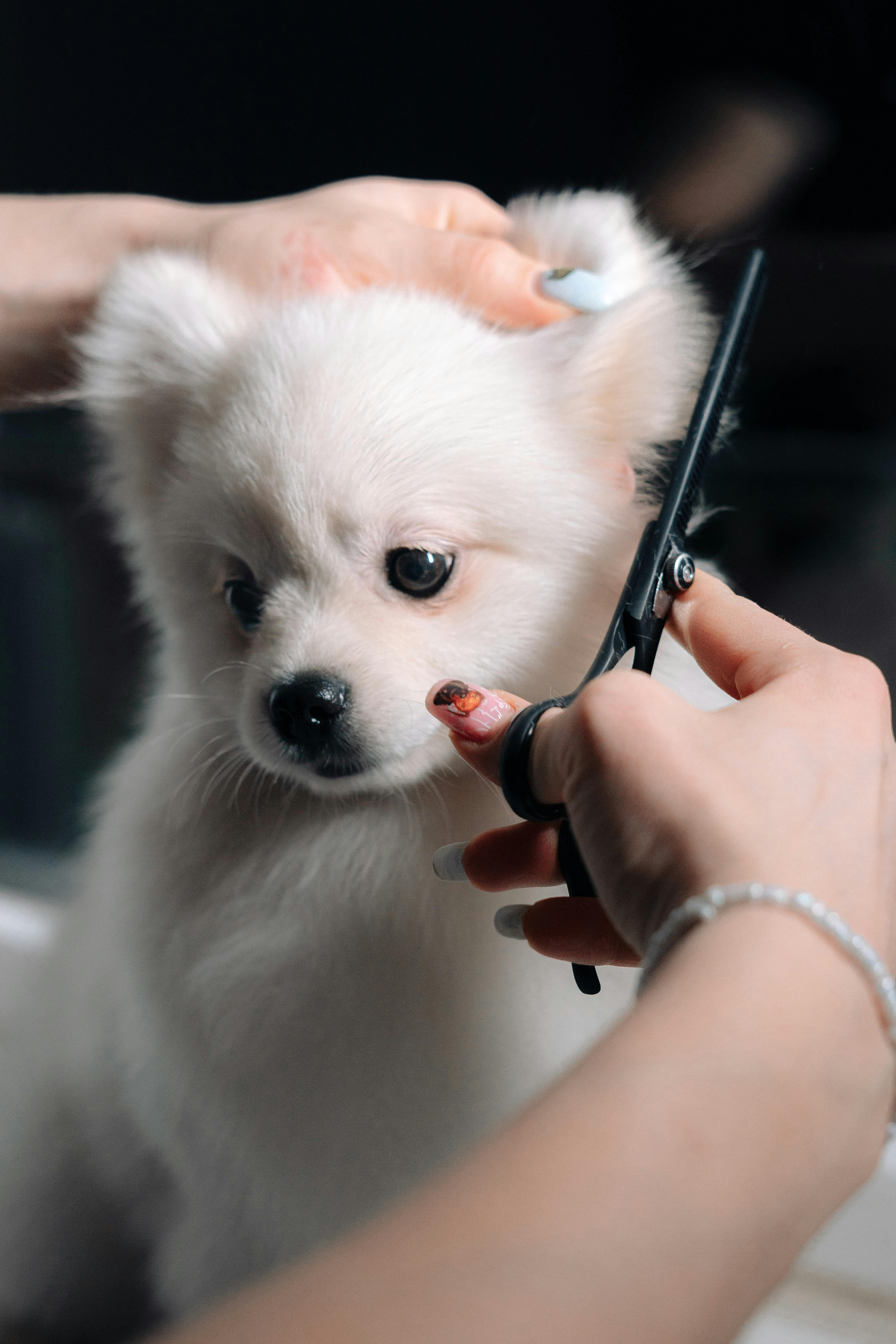 Professional pet grooming education