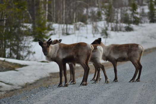 A group of reindeer crossing a snowy road in Sweden, showcasing winter wildlife scenery.