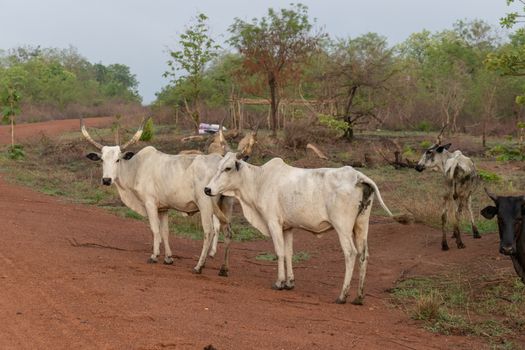 Zebu cattle on a dirt road amidst trees in Dassa, Benin.