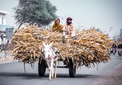A donkey cart carrying crops on the streets of Khairpur Tamewali, Punjab.