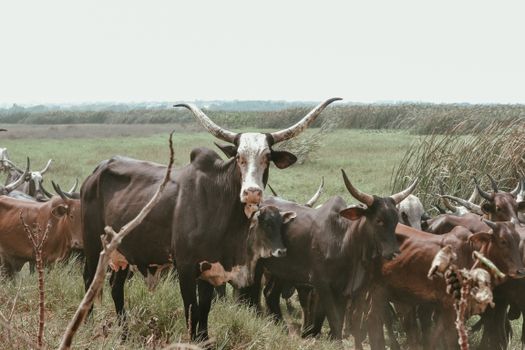 A herd of cattle grazing in the open fields of Sakumono, Greater Accra Region.