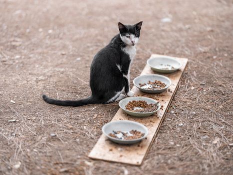 Stray black and white cat sits beside bowls of food on a wooden plank outdoors.