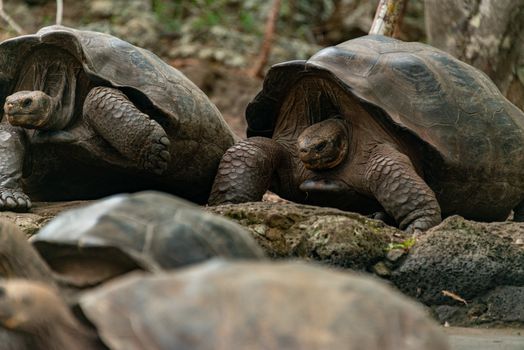 Close-up of Galapagos giant tortoises resting on rocky terrain in the wild.
