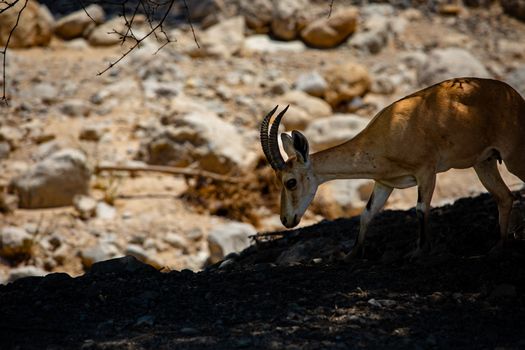 A Nubian ibex walking in the rocky landscape of En Gedi, Israel.
