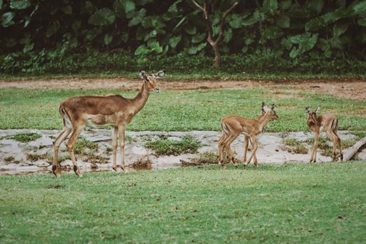 A group of impalas explores the lush greenery of a wildlife reserve.