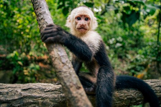 Close-up portrait of a capuchin monkey in the lush jungle of Coxen Hole, Honduras.