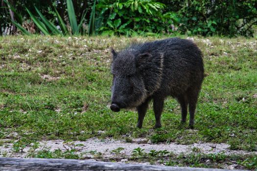 A wild peccary stands on grass in a lush outdoor setting, captured during summer.