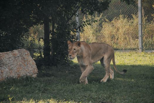 Lioness strolling through a natural outdoor enclosure in Hungary.