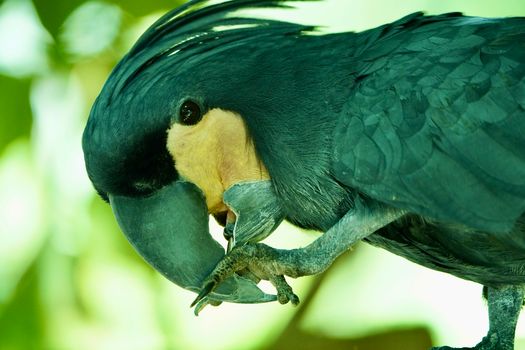 Majestic Black Palm Cockatoo with striking features in a natural setting.
