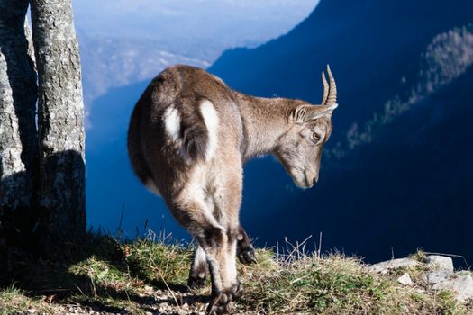 A solitary chamois grazes on a picturesque alpine ridge with a breathtaking mountain backdrop.