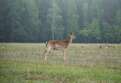 A solitary deer stands gracefully in a lush Belarusian meadow, surrounded by a tranquil forest.