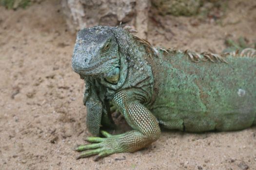 A green iguana (Iguana iguana) relaxing on sand at a zoo in Puerto de la Cruz, Spain.