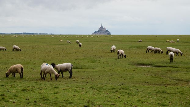 Sheep grazing on a field in Normandy with Mont Saint-Michel in the background.