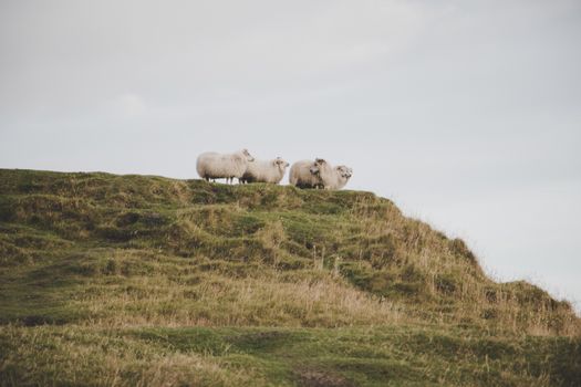 A serene scene of sheep grazing on a verdant hillside under a cloudy sky in Iceland.