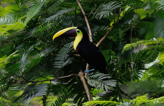 Keel-billed toucan perched among lush green foliage in tropical rainforest.