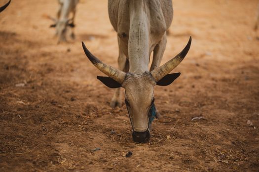 A robust cow with large horns grazes calmly on a warm, sunlit field, showcasing rural life.
