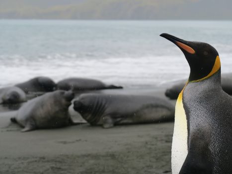 A king penguin stands on the coast of South Georgia Island with seals in the background.