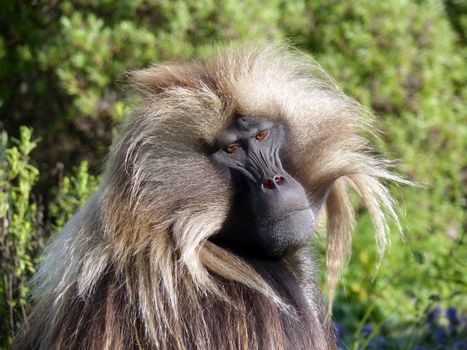 Close-up portrait of a majestic Gelada baboon in natural Ethiopian habitat.