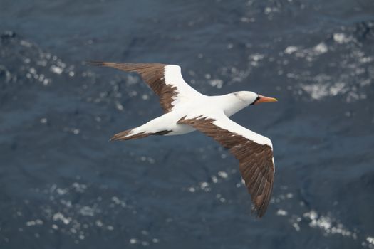 A vibrant seabird gracefully gliding over the deep blue ocean. Perfect for wildlife enthusiasts.