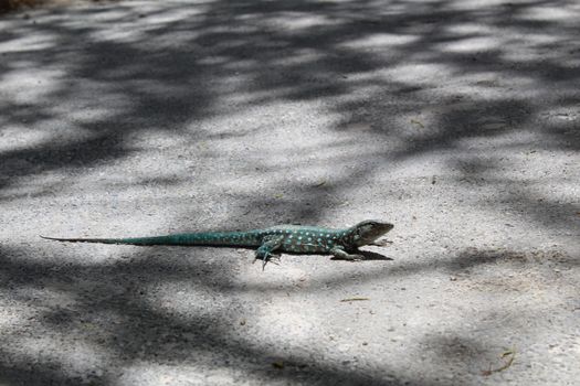 A vibrant blue lizard with white spots basks on a shaded asphalt road in Aruba.