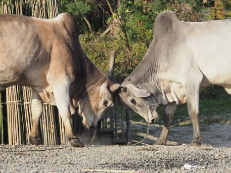 Two oxen in a rural setting engaging in a playful sparring match, captured outdoors.