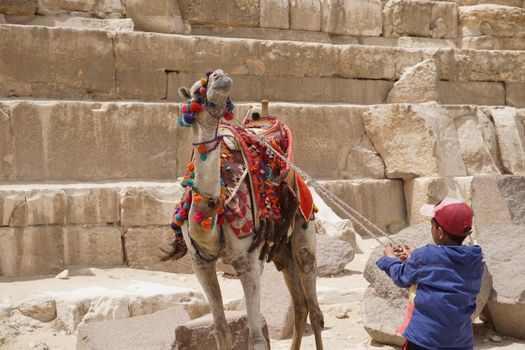 A boy pulling a decorated camel's leash at a stone step site during the day.